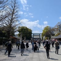 靖国神社の桜1　標本木