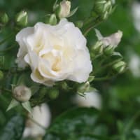今年も白い蔓薔薇が咲きました