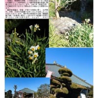 花巡り「梅－361」  幸手　満福寺