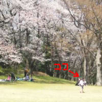 2012お花見　総集編