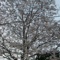 桜♪♪♪