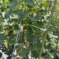 キュウリの収穫が最盛期です。