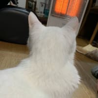 約3ヶ月ぶりにツイートしたニャう。（ツイート写真4枚＋おまけ6枚） #白猫 #猫 #CatsofTwittter #cat