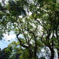 島根で一番高い山に登りました Vol 2 おいしさ満載風土記