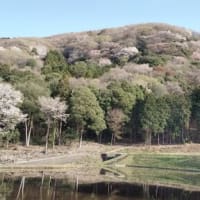 桜川市の花見情報➁平沢のヤマザクラ