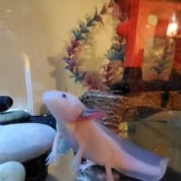 クララが立った!!（笑）