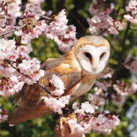 水元公園でホンセイインコ、カンムリカイツブリ、カイツブリ、メンフクロウを見てきました（2025年3月22日）