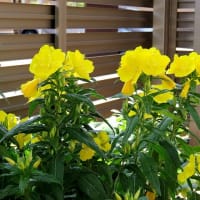 黄色い花とアジサイ