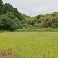 長年放置の　荒れ山に行った