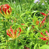 花散歩・グロリオサ