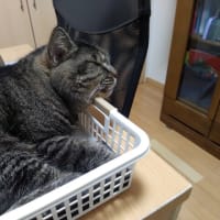 アゴ