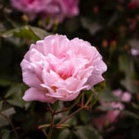 2025年ゴールデンウイーク花日記🌸 #田園調布
