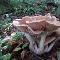 ウラベニホテイシメジの大株です
