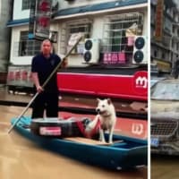 洪水に沈んだ街と忠犬　中国・貴州省で大洪水【動画あり】