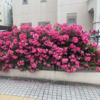 アンジェラが満開