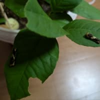 アゲハさんとルームシェア😊