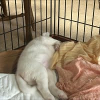 ついに