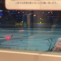 【弾丸】日帰り北海道