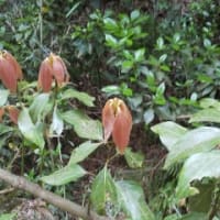 高崎観音山 染料植物園