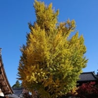 今日のお散歩