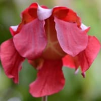 鉢植えの食虫植物（１）サラセニア　 b、レウコフィラ