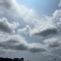 芝生で日光浴をするわんこのメリットは？
