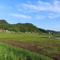 朝の散歩（2025/6/19）・・・姶良市加治木町木田西部方面