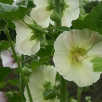 色々やる合い間に季節の花を見てきました