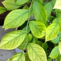 2025/06/21（土）　よもぎ白玉だんご