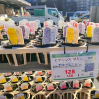 春を待つのに…