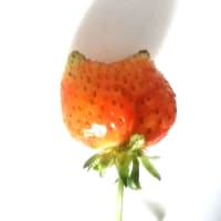 いちごは終わり