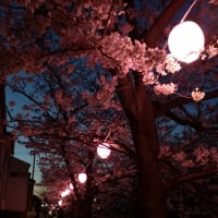 改めて桜