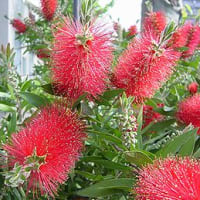 季節の花「ブラシの木」