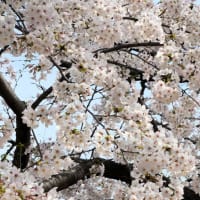 桜の下