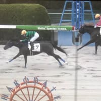 愛馬ドゥラリス函館最終レース2着惜敗！！