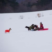 ムックはみんなのもとへ