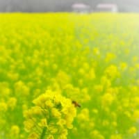 菜の花ミツバチ遠くに小屋