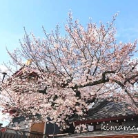 花の季節　桜