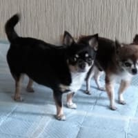 草葉の陰から
