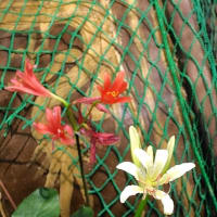 今季７月末～８月の我家の植物たち、他の様子・・