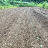 小豆発芽、始まる