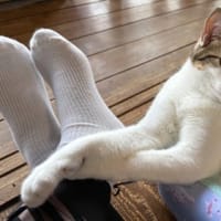 なつの　にゃんかふぇ。