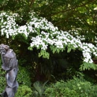 四季折々1115　　片倉城跡公園の初夏