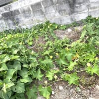 7月6日（日）②