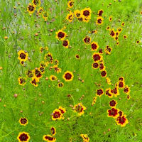 今日の畑の花