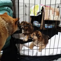 柴犬 笑吉…怒る
