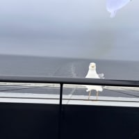 エストニアに移動をした