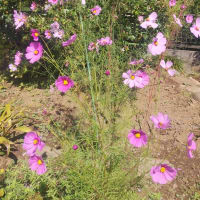 そろそろ、花。秋、、、