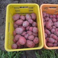 ジャガイモ「ピルカ」「アンデスレッド」の収穫