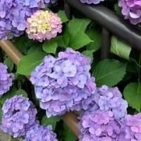 紫陽花